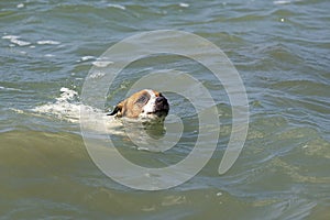 Happy jack russell terrier swims in the sea. Walk