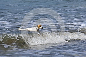 Happy jack russell terrier swims in the waves in the sea. Leisure