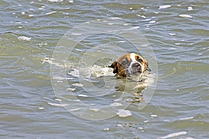 Happy jack russell terrier swims in the waves in the sea. Walk