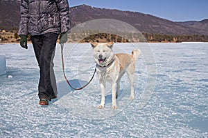 A happy Japanese Akita Inu dog with closed eyes on a leash with her owner walks along the ice of Lake Baikal on a mountain backgro