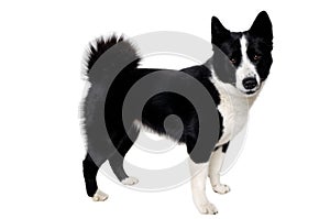 Happy karelian bear dog sitting on a clean white background