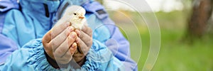 happy kid boy little farmer holds a newborn baby chicken in his hands in the nature outdoor. countryside style. banner.