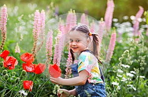 Happy kid girl with ponytails in denim overalls with shorts and a multi-colored t-shirt sniffs pink lupine flowers