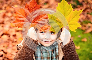 Happy kid, little boy, playing in beautiful autumn park on warm sunny fall day. Kids play with golden maple leaves.