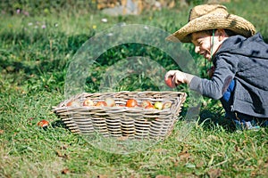 Happy kid putting apple in wicker basket with harvest