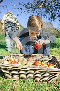 Happy kid putting apples in wicker basket with