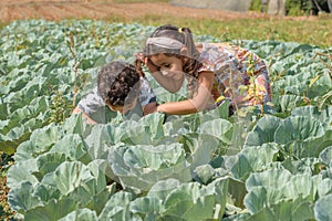 Happy kids in cabbage, field a sunny day
