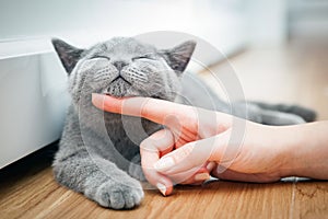 Happy kitten likes being stroked by woman`s hand.