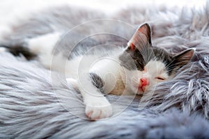Happy kitten sleep on gray fluffy plaid. Cat comfortably nap relax at cozy home bed. Kitten pet animal with pink nose