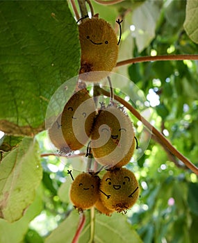 Happy kiwis on the tree