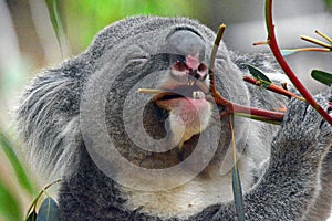 The Happy Koala