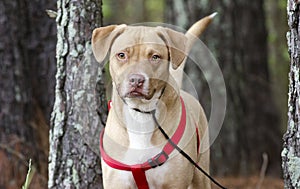 Happy Lab American Bulldog mixed breed dog with red harness, pet adoption photography