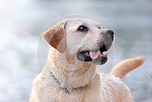 Happy Lab Portrait