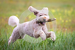 Happy labradoodle dog