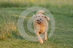 Happy labradoodle running through field of grass