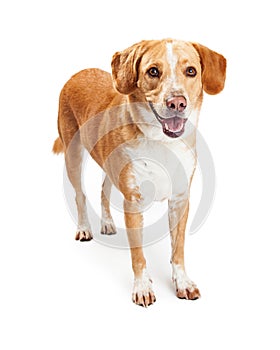 Happy Labrador and Beagle Crossbreed Dog Standing