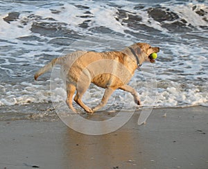 Contento il cane 