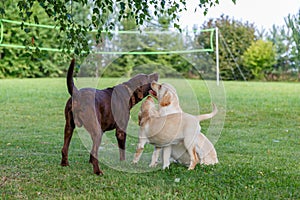 Happy Labrador Dog Family