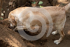 Happy labrador dog make hole in garden
