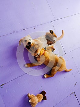 Happy Labrador and Labrador Retrevier Puppy Playing