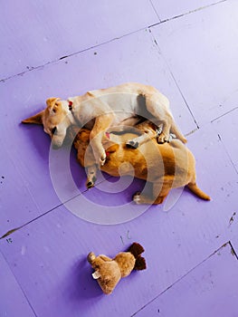 Happy Labrador and Labrador Retrevier Puppy Playing