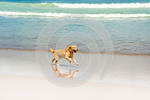Happy Labrador playing at the beach