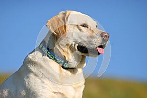 Happy Labrador Portrait