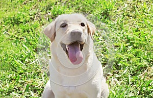 Happy labrador retriever dog on the grass