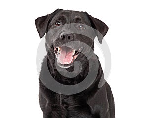 Happy Labrador Retriever Dog Head Shot