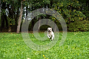 Happy Labrador Retriever Dog Running on the grass