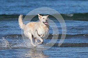 Happy Labrador Retriever playing in the water at the beach