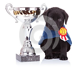 Labrador retriever puppy dog sitting near a big trophy