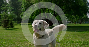 Happy labrador standing on green grass. Joyful dog wag tail on summer nature.
