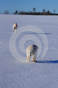 Happy labradors play outside during sunny winter day