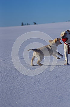 Happy labradors play outside during sunny winter day