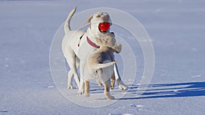 Happy labradors play outside during sunny winter day