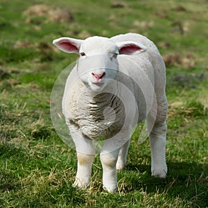 Happy lamb exudes joy while grazing in field photo