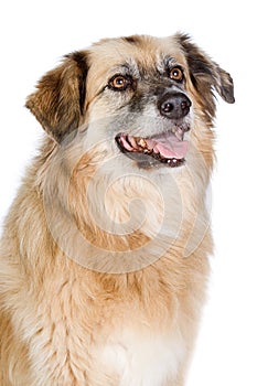 Happy Large Crossbreed Dog
