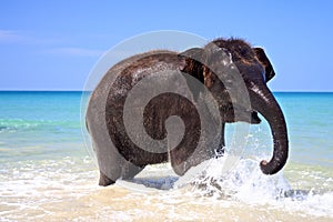 Happy laughing elephant