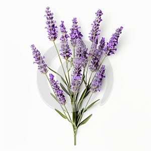 Happy Lavender Flowers On White Background - Realistic 32k Uhd Minimal Retouching