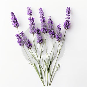 Happy Lavender Flowers On White Surface: A Symmetrical Asymmetry