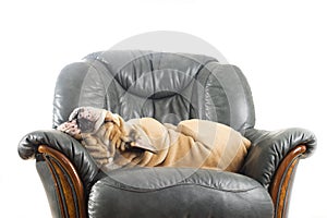 Happy lazy dog Bulldog on a sofa