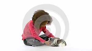 Happy little african curly girl is stroking fluffy Sheltie guinea pig at white background. Slow motion