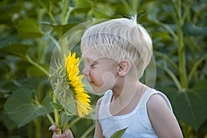Happy little blond boy sniffing a sunflower flower on a green field. Close-up