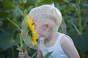 Happy little blond boy sniffing a sunflower flower on a green field. Close-up