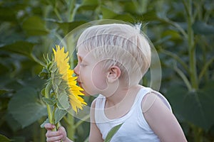 Happy little blond boy sniffing a sunflower flower on a green field. Close-up