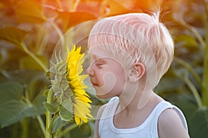 Happy little blond boy sniffing a sunflower flower on a green sunny field. Close-up