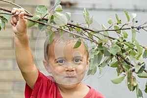 A happy little boy eats berries from a bush