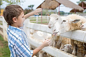 Happy little boy feeding sheep in a park at the day time