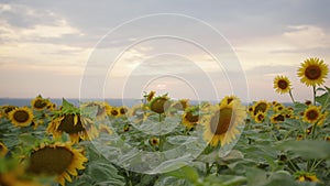 Happy little boy happy in the field with sunflowers. slow motion video. smelling big sunflower on summer field. Delight